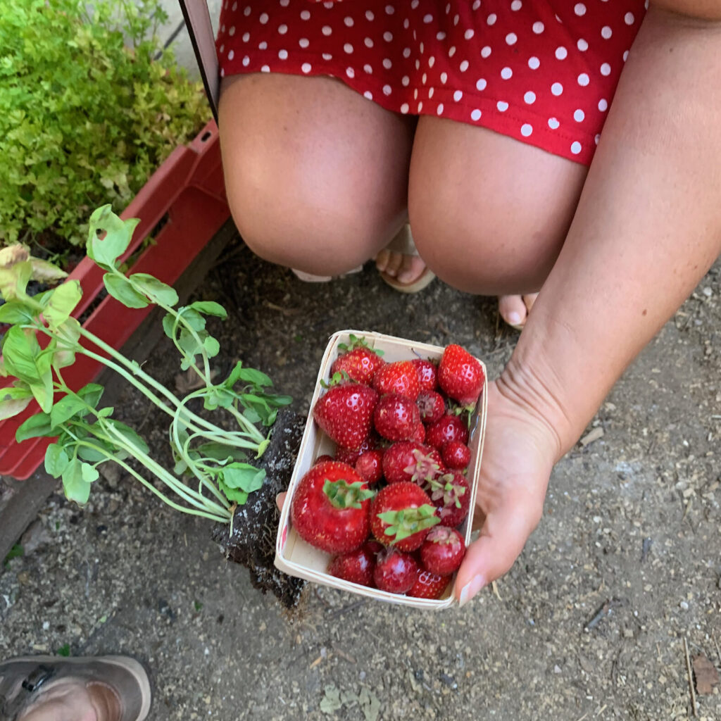 les fraises bio de mélanie